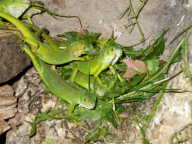 baby iguana