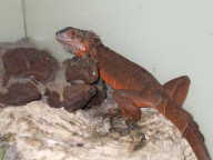 baby iguana2